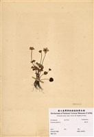 藏品(梅花草)的圖片